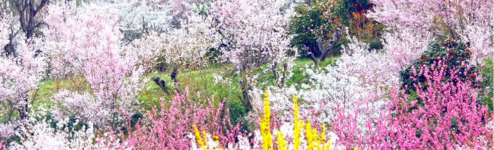 花見山公園