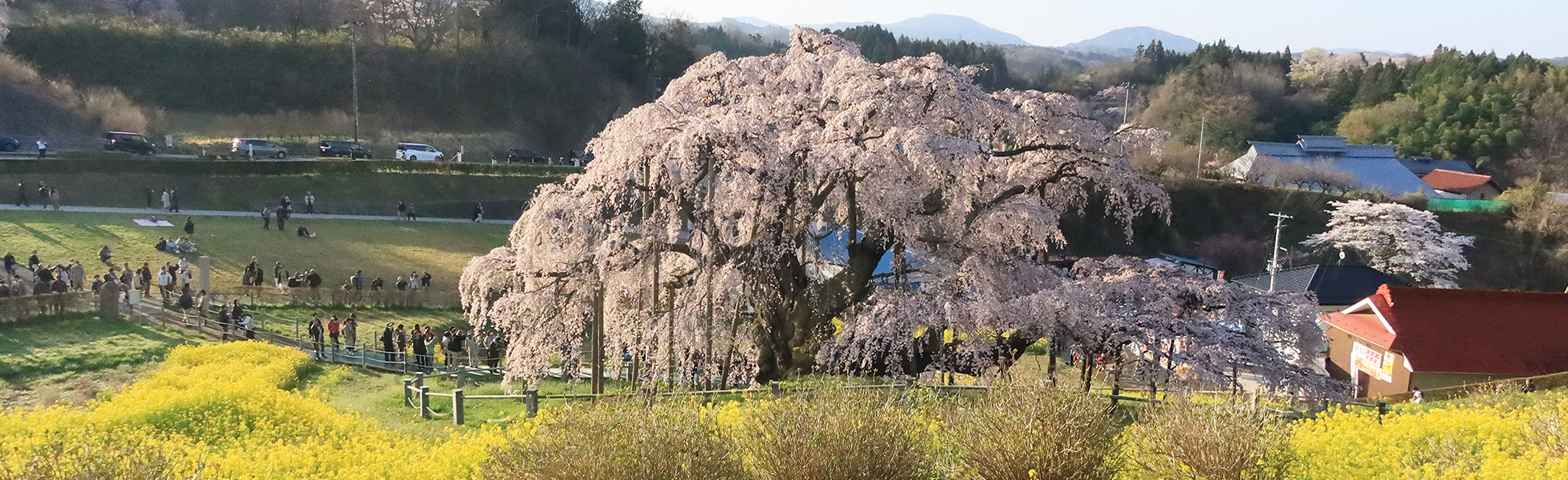 花見山