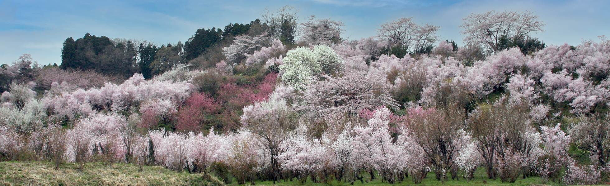 花見山